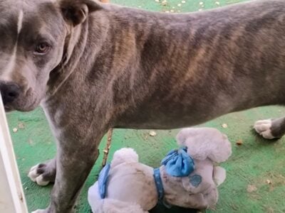American pit bull