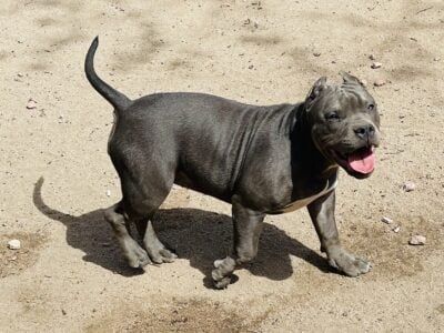 Blue tri male/ blue female
