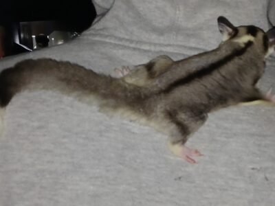 Female Mosaic Female Sugar Gliders