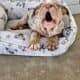 English Bulldog Lilac Tri Merle