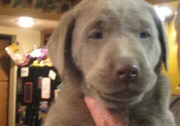AKC SILVER LABRADORS