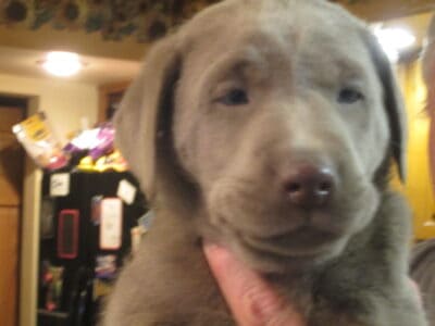 AKC SILVER LABRADORS