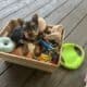 Silky terrier – female puppy