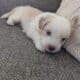 5 Miniature Aussiedoodle puppies