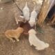 Cute Medium sized Puppies