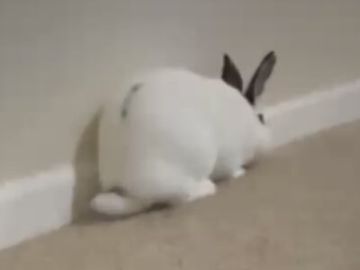 Rabbit