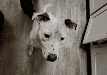 10 month old pit