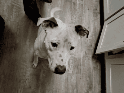 10 month old pit