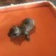 hard to find teacup poodle puppies