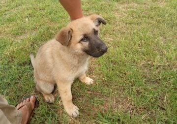 Full blooded German Shepherd puppies