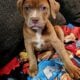 12 weeks pitbull puppies