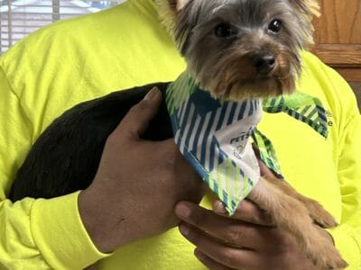 Yorkie