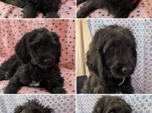 Golden Doodles F1 Standard