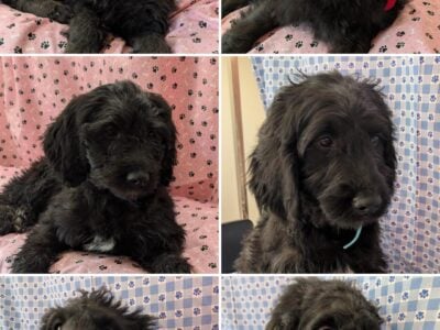 Golden Doodles F1 Standard