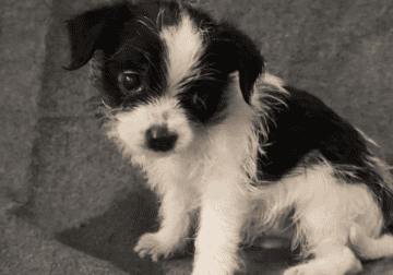 Rocky – Small ShiChi Male Puppy – Ohio