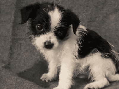Rocky – Small ShiChi Male Puppy R  ...