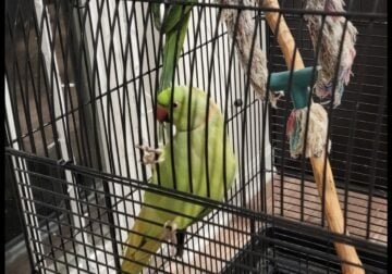 Indian red neck green pair