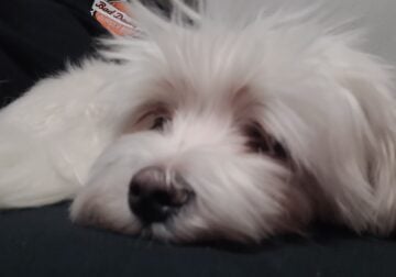 Chewy – Purebred Maltese