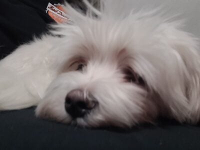 Chewy – Purebred Maltese