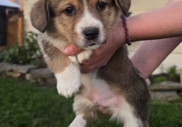3 Male Pembroke Corgi Puppies