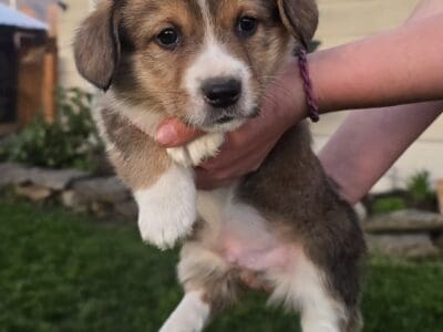 3 Male Pembroke Corgi Puppies