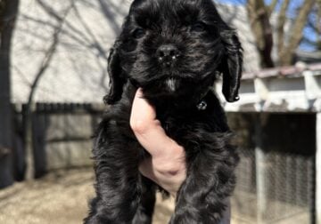 Mini Cocker Spaniel Puppies