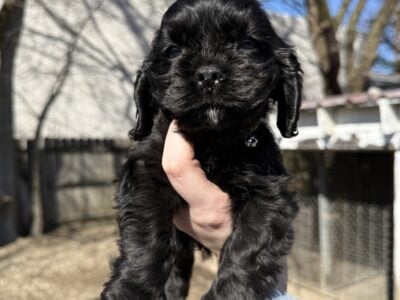Mini Cocker Spaniel Puppies