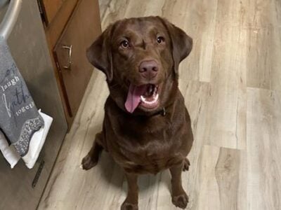 Labrador Needs Home