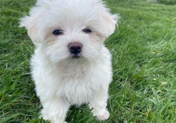 Furry fur babies – Chelsea