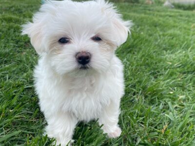 Furry fur babies – Chelsea