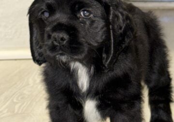 Cocker Spaniel Puppy