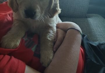 Golden retriever puppies