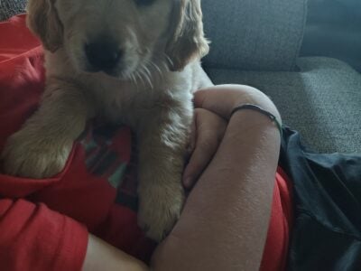 Golden retriever puppies