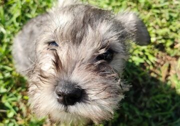 Puppy for sale