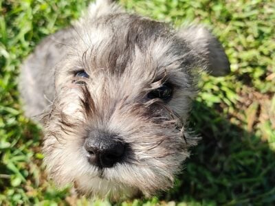 Puppy for sale