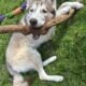 Eddy the Husky