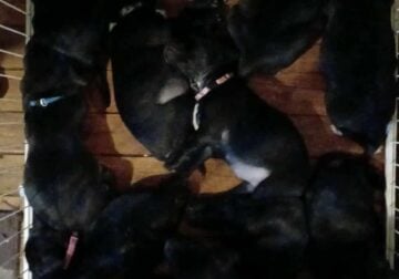 Bullypit/lab mix puppies 4 sale