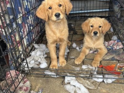 Golden Retriever Puppies