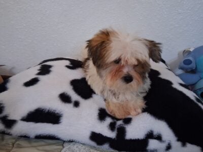 Boy shorkie for sale
