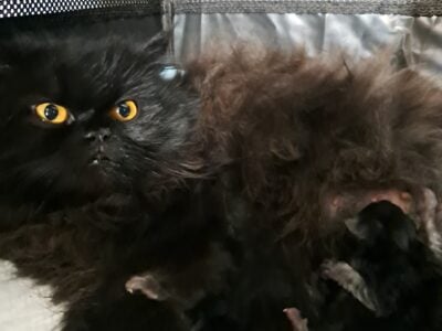 Maine Coon Persian Hybrids