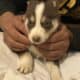 Siberian Husky/Shepard puppies for sale