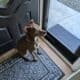 Dog rehome