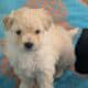 5 Miniature Aussiedoodle puppies