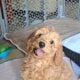 F1b Mini (micro) Goldendoodle