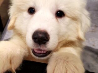 Full Blooded Great Pyrenees – Female (Crayton)