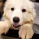 Full Blooded Great Pyrenees – Female (Crayton)