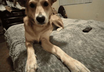 Looking for a Goo, Loving Home for this sweet Girl