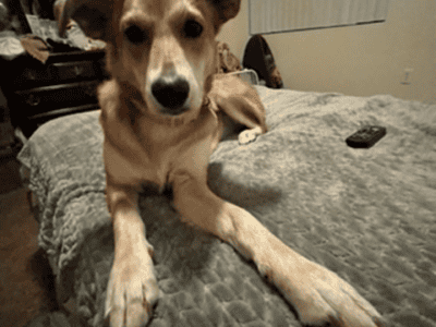 Looking for a Goo, Loving Home for this sweet Girl