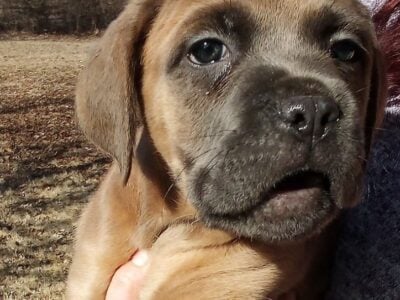 Cane Corso puppies