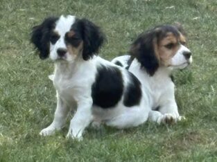 Cavalier/Cavachon puppies ready to go home!